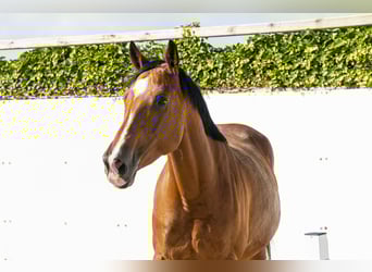 Zangersheider, Mare, 5 years, 17 hh, Brown