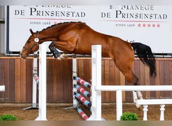 Zangersheider, Mare, 5 years, 17 hh, Brown