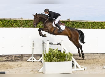 Zangersheider, Mare, 5 years, 17 hh, Brown