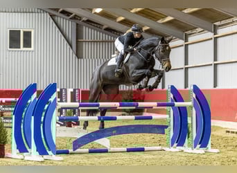 Zangersheider, Mare, 5 years, 17,1 hh, Brown