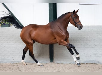 Zangersheider, Mare, 5 years, Brown