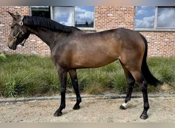 Zangersheider, Mare, 5 years, Brown
