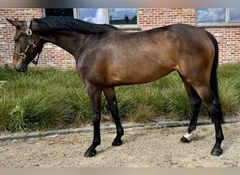 Zangersheider, Mare, 5 years, Brown