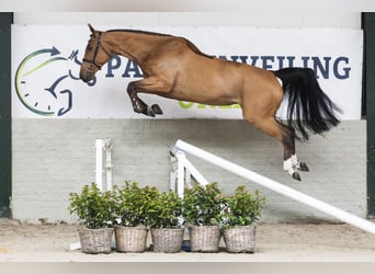 Zangersheider, Mare, 5 years, Brown