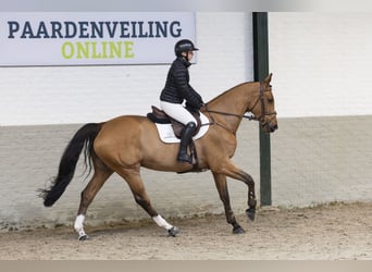 Zangersheider, Mare, 5 years, Brown