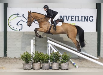 Zangersheider, Mare, 5 years, Brown