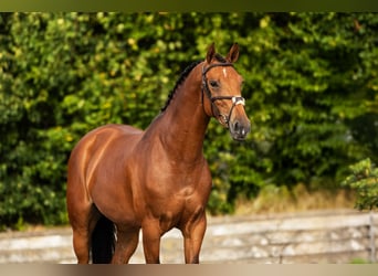 Zangersheider, Mare, 5 years, Brown