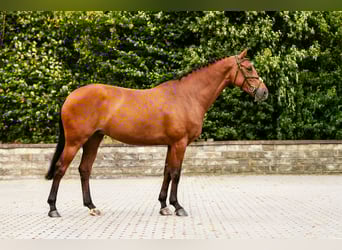 Zangersheider, Mare, 5 years, Brown