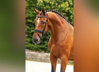 Zangersheider, Mare, 5 years, Brown