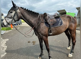 Zangersheider, Mare, 5 years, Grey