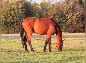 Zangersheider, Mare, 6 years, 15.1 hh, Brown