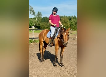 Zangersheider, Mare, 6 years, 15.1 hh, Brown