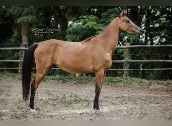 Zangersheider, Mare, 6 years, 15.1 hh, Buckskin