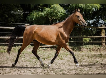 Zangersheider, Mare, 6 years, 15.1 hh, Buckskin