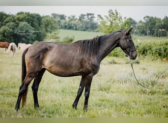Zangersheider, Mare, 6 years, 15.2 hh, Brown