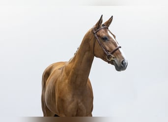 Zangersheider, Mare, 6 years, 15.2 hh, Brown