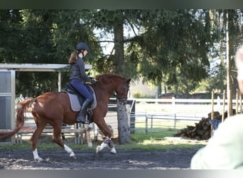 Zangersheider, Mare, 6 years, 15.2 hh, Chestnut-Red