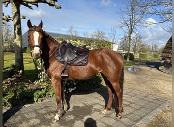 Zangersheider, Mare, 6 years, 15.2 hh, Chestnut