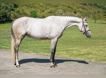 Zangersheider, Mare, 6 years, 15.3 hh, Grey