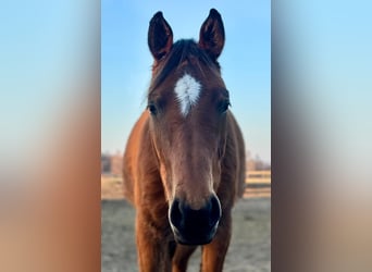 Zangersheider, Mare, 6 years, 15,1 hh, Brown