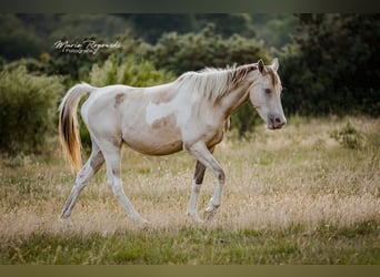 Zangersheider, Mare, 6 years, 15,1 hh, Champagne
