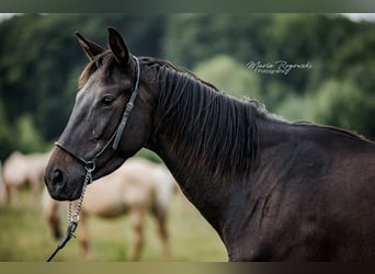 Zangersheider, Mare, 6 years, 15,2 hh, Brown