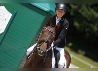 Zangersheider, Mare, 6 years, 15,2 hh, Brown
