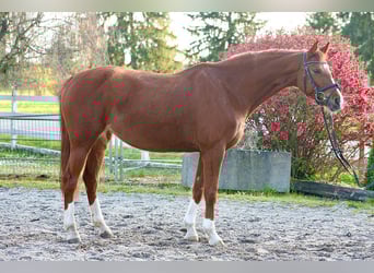 Zangersheider, Mare, 6 years, 15,2 hh, Chestnut-Red