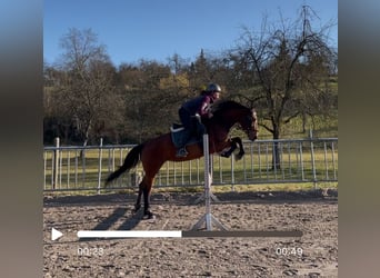 Zangersheider, Mare, 6 years, 15,3 hh, Brown