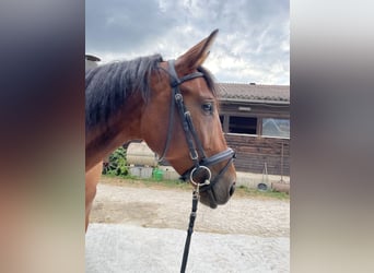 Zangersheider, Mare, 6 years, 15,3 hh, Brown