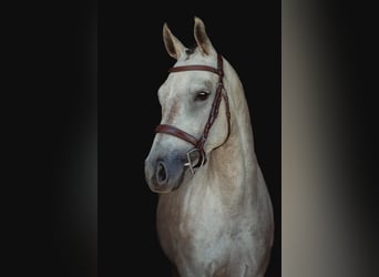Zangersheider, Mare, 6 years, 15,3 hh, Grey