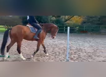 Zangersheider, Mare, 6 years, 16,1 hh, Bay-Dark