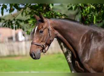 Zangersheider, Mare, 6 years, 16.1 hh, Bay-Dark