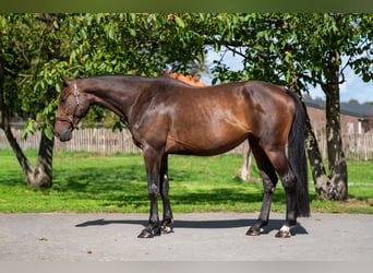 Zangersheider, Mare, 6 years, 16.1 hh, Bay-Dark