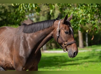 Zangersheider, Mare, 6 years, 16.1 hh, Bay-Dark