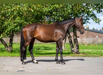 Zangersheider, Mare, 6 years, 16.1 hh, Bay-Dark