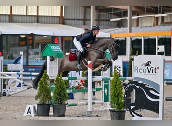 Zangersheider, Mare, 6 years, 16.1 hh, Black