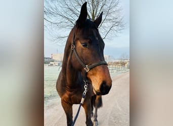 Zangersheider, Mare, 6 years, 16,1 hh, Brown