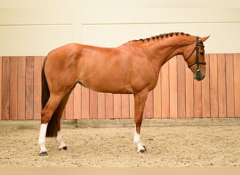 Zangersheider, Mare, 6 years, 16.1 hh