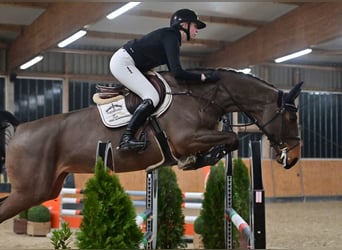 Zangersheider, Mare, 6 years, 16,2 hh, Bay-Dark