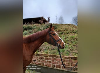 Zangersheider, Mare, 6 years, 16,2 hh, Chestnut-Red