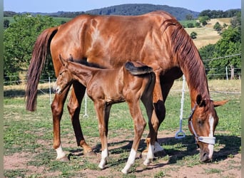 Zangersheider, Mare, 6 years, 16,2 hh, Chestnut-Red