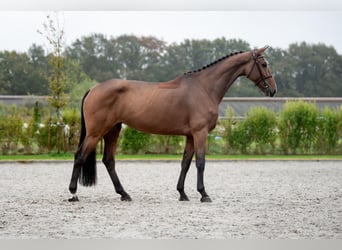 Zangersheider, Stute, 6 Jahre, 16,3 hh, Brauner