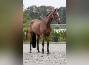 Zangersheider, Stute, 6 Jahre, 16,3 hh, Brauner