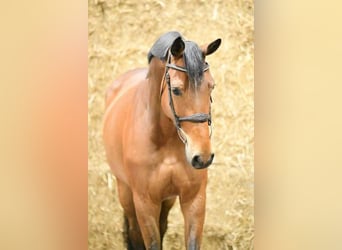 Zangersheider, Mare, 6 years, 16 hh, Bay