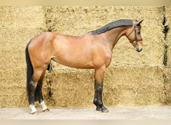 Zangersheider, Mare, 6 years, 16 hh, Bay