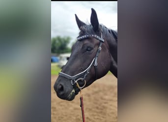 Zangersheider, Mare, 6 years, 16 hh, Black