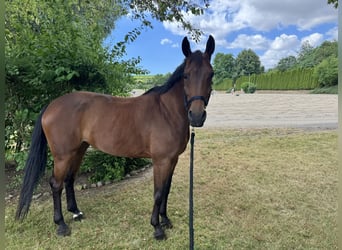 Zangersheider, Mare, 6 years, 16 hh, Brown