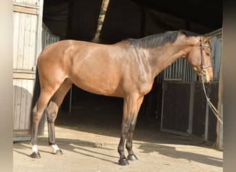 Zangersheider, Mare, 6 years, 16 hh, Brown