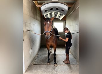 Zangersheider, Mare, 6 years, 16 hh, Brown